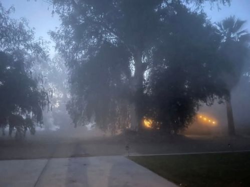 fogg season central ca.jpg